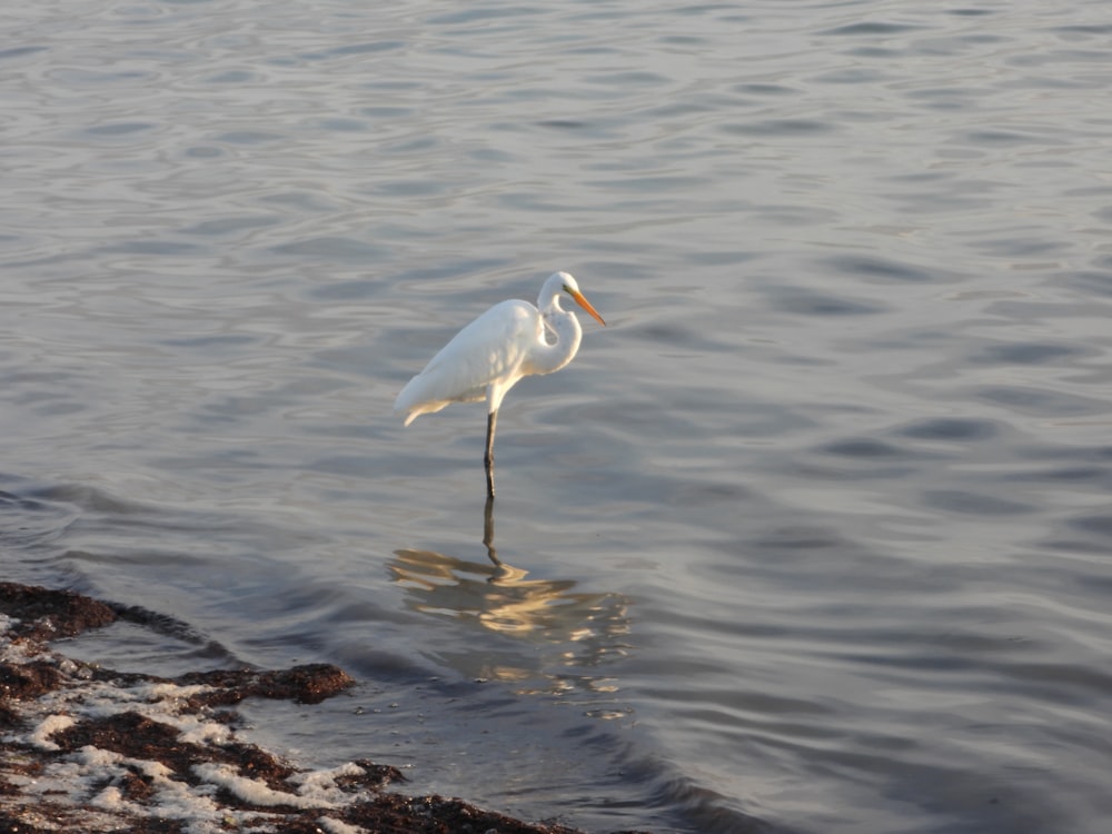 a white bird standing on top of a body of water