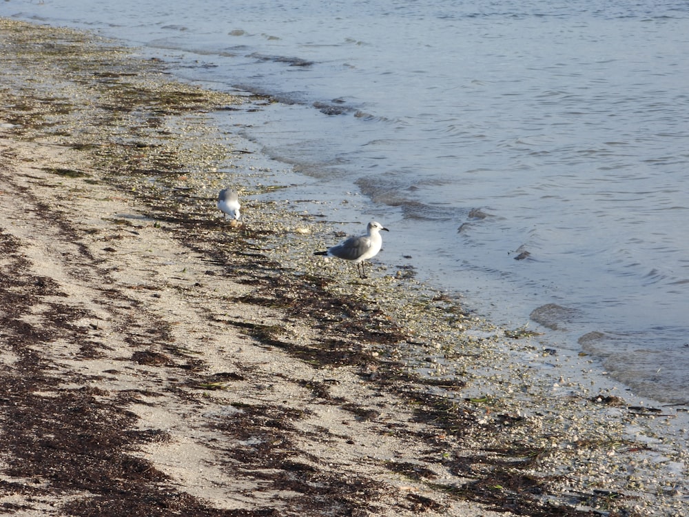 two seagulls standing on a beach next to the water