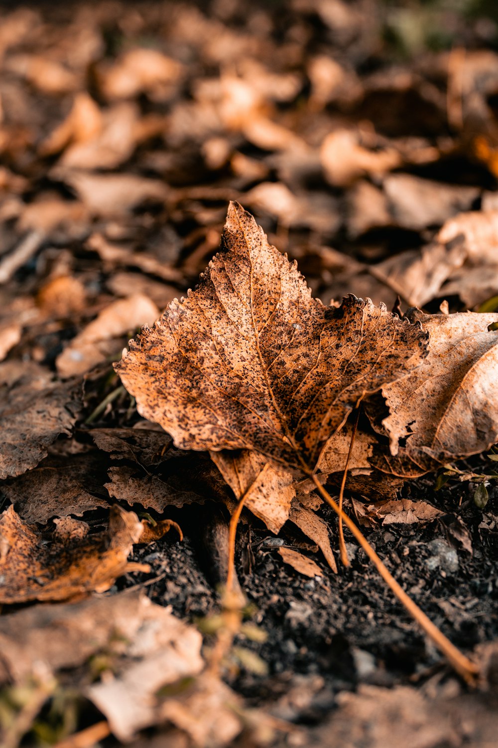 a leaf laying on the ground in a forest