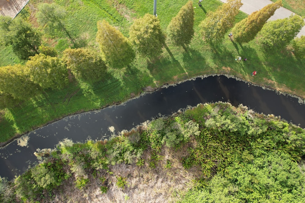 a river running through a lush green forest