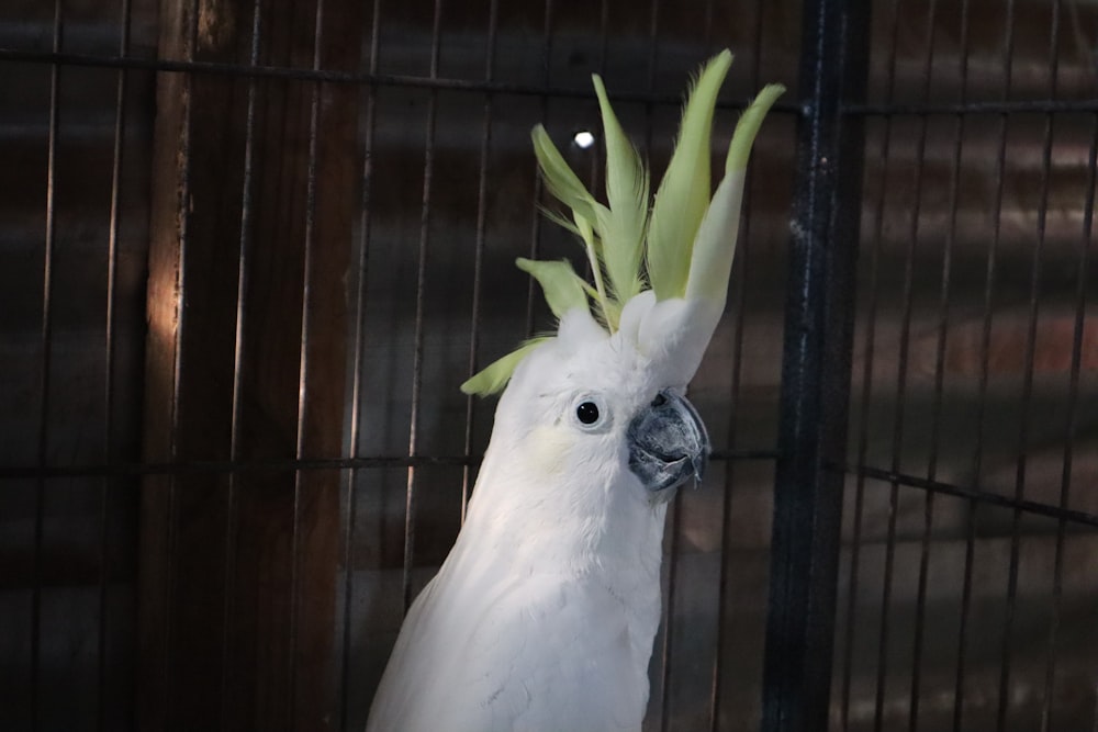 a white cockatoo with green feathers in a cage