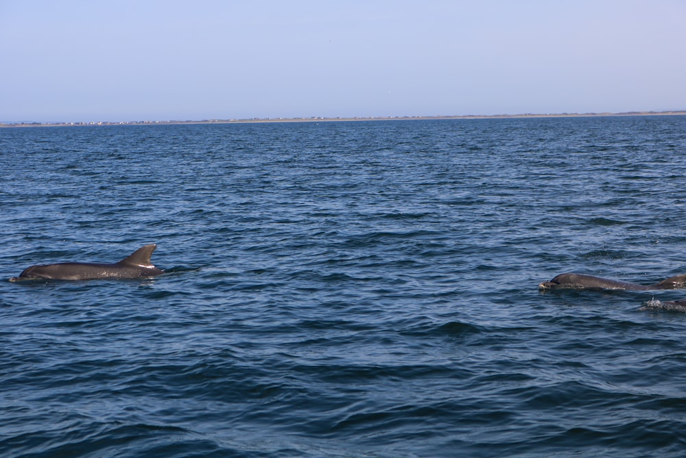 Una coppia di delfini che nuotano nell'oceano