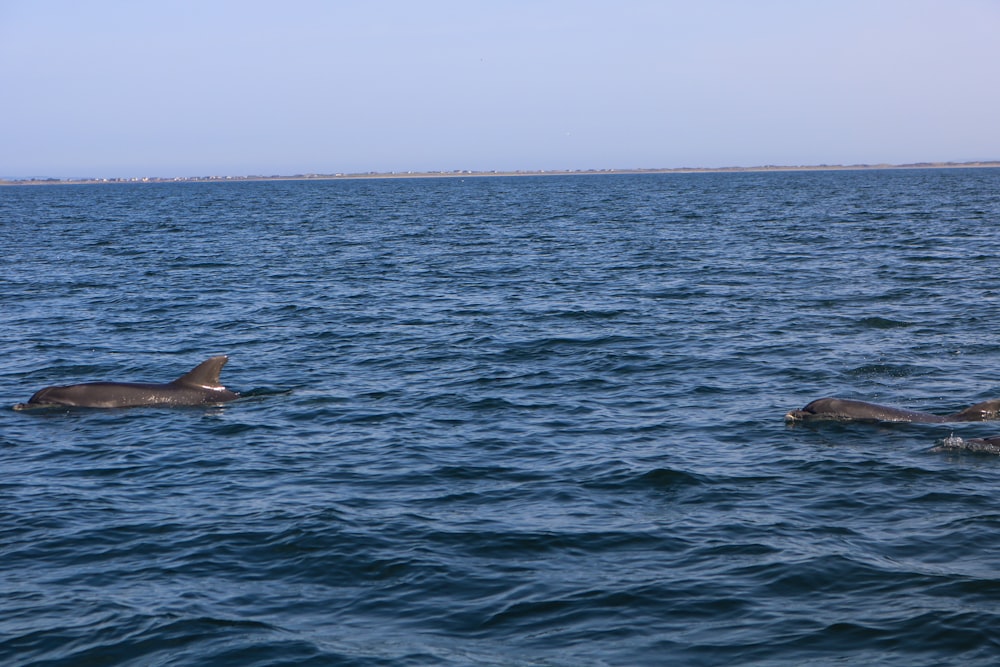 a couple of dolphins swimming in the ocean