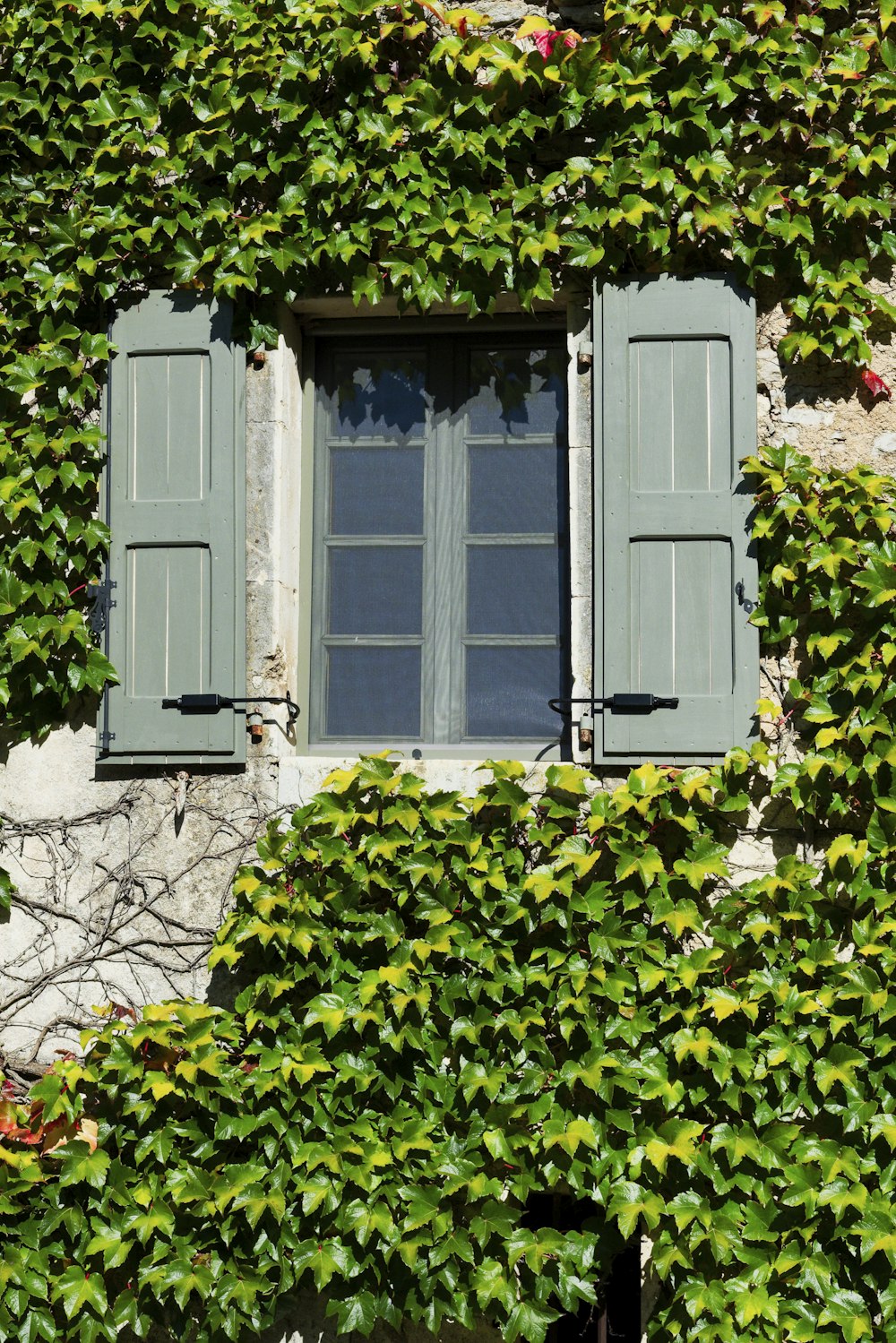 a window with shutters covered in ivy