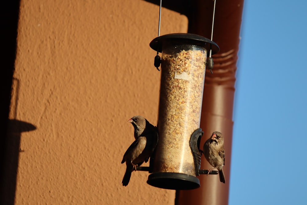two birds are perched on a bird feeder