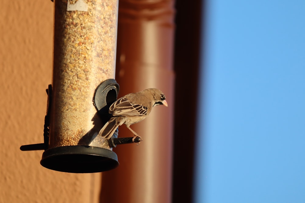 a bird is perched on a bird feeder