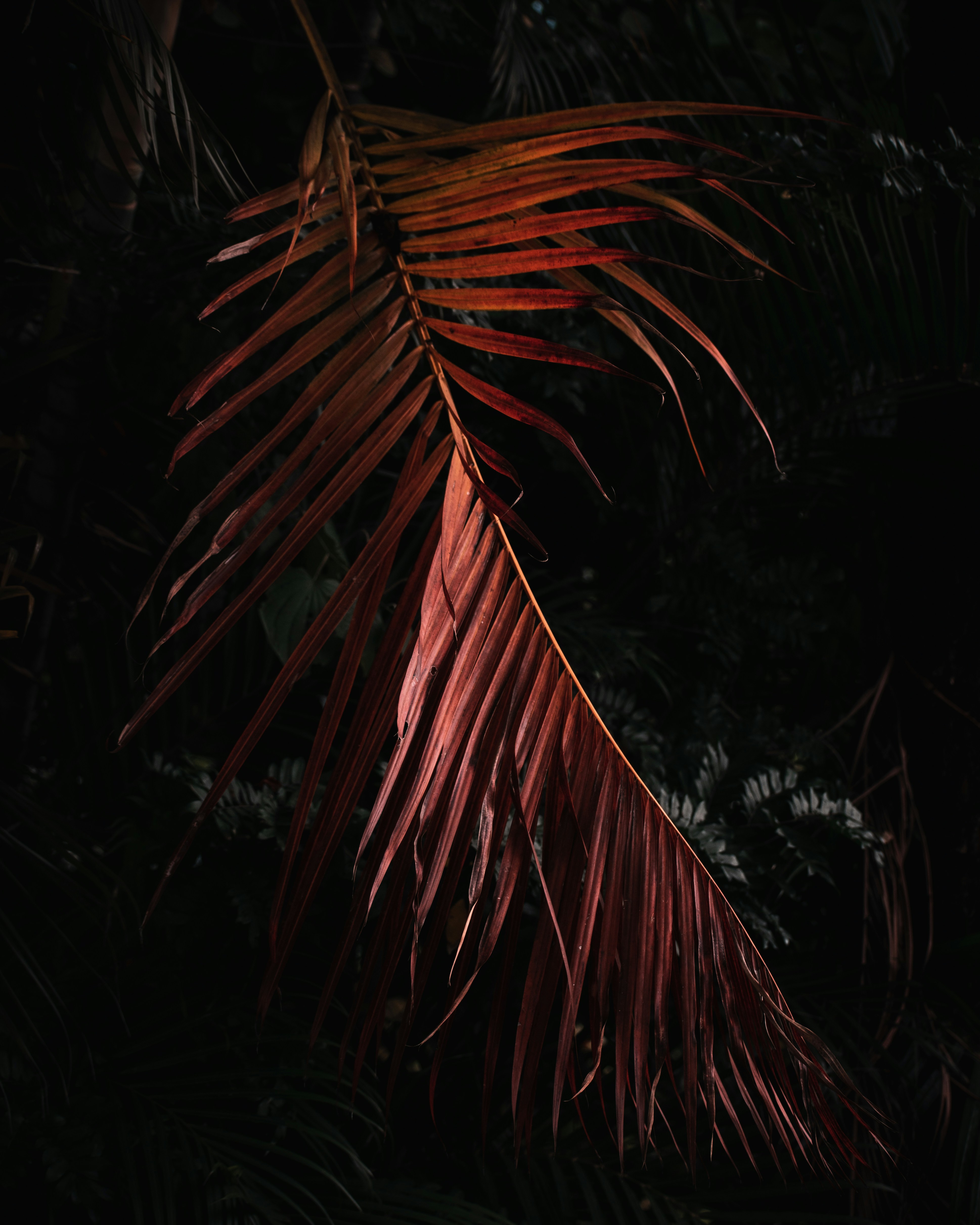 Photo by sebaslaverde_nkn