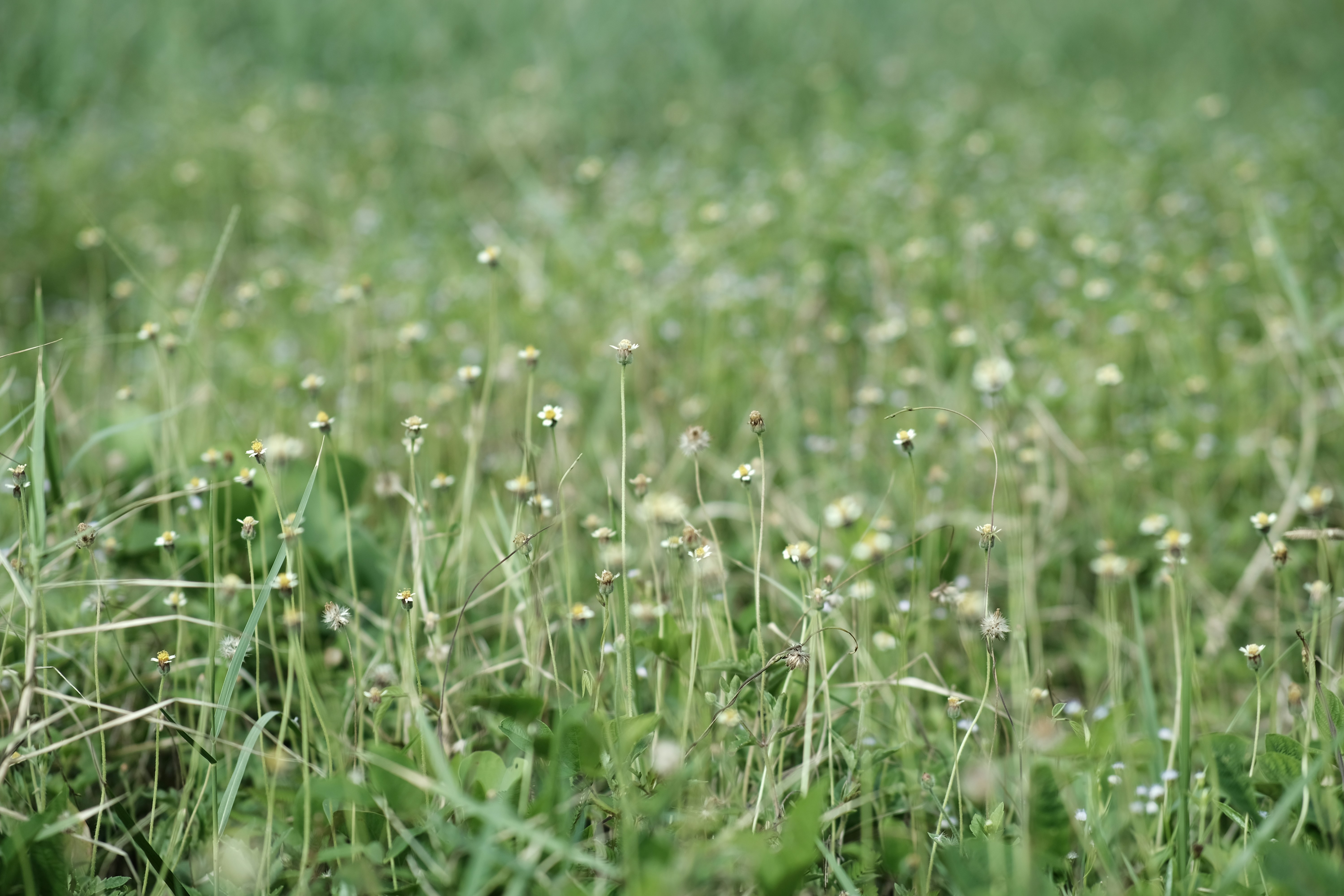 Photo by Thi Nguyen Duc