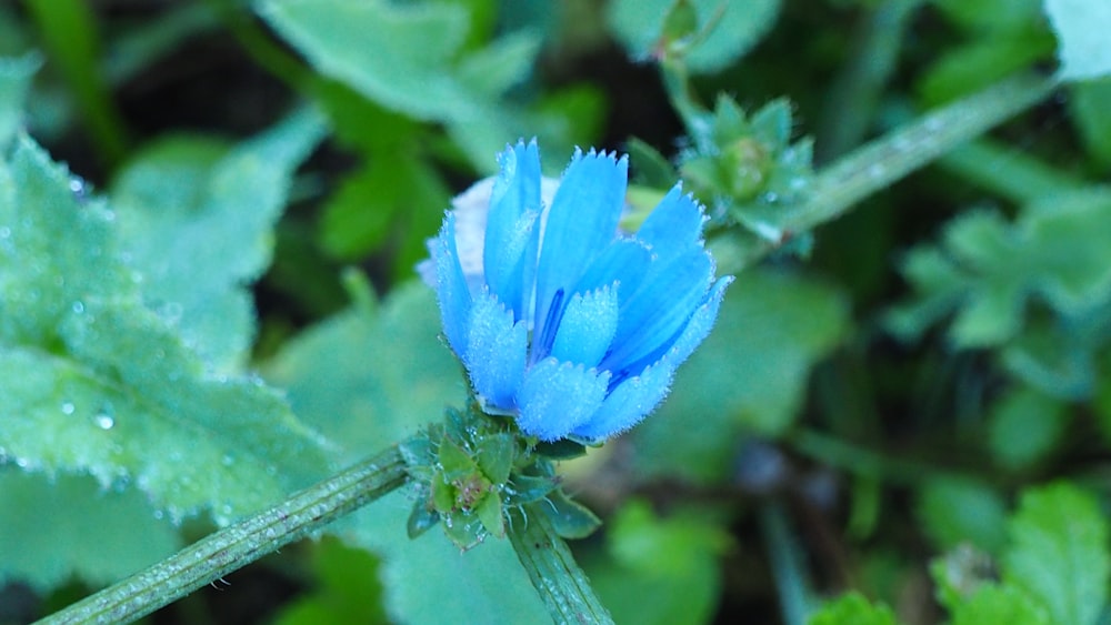 uma flor azul com folhas verdes no fundo