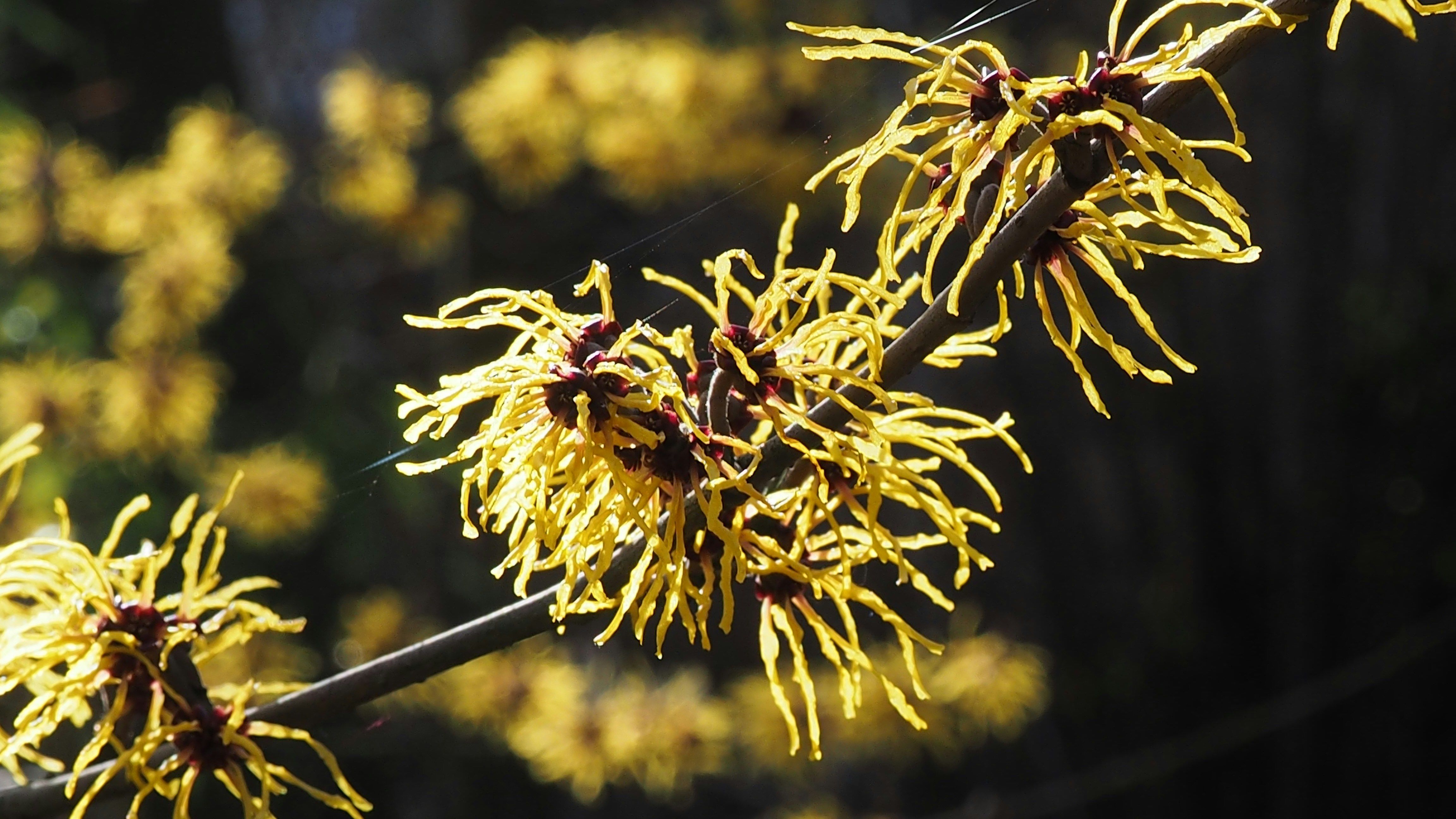 a close up of a tree with yellow flowers