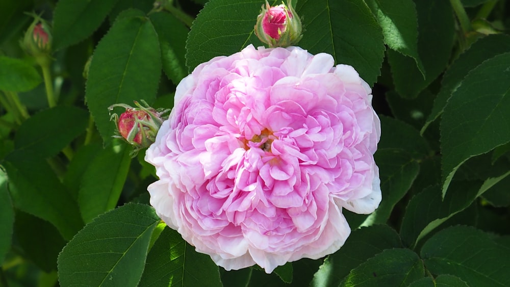 a pink flower is blooming in a garden