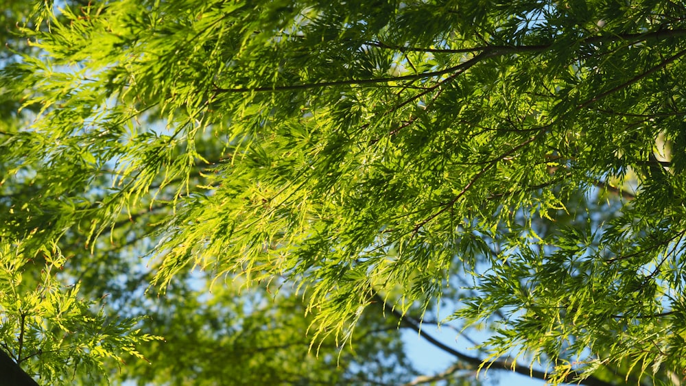 a bird is perched on a branch of a tree