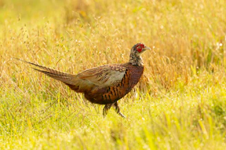 A vibrant game fowl basking in warm sunlight amidst fresh green grass.
