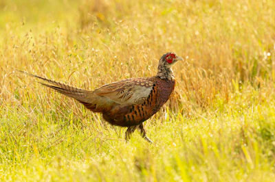 A vibrant game fowl basking in warm sunlight amidst fresh green grass.