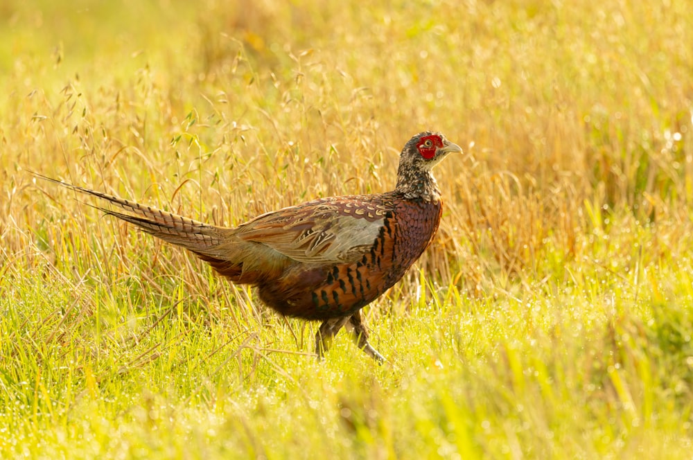 a pheasant standing in a field of tall grass