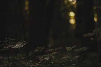 A dark, dense forest scene with minimal lighting that highlights a few leaves in the foreground. The background is blurred, featuring bokeh effects from light filtering through the trees, adding a mystical ambiance.