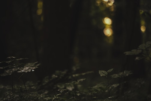 A dark, dense forest scene with minimal lighting that highlights a few leaves in the foreground. The background is blurred, featuring bokeh effects from light filtering through the trees, adding a mystical ambiance.