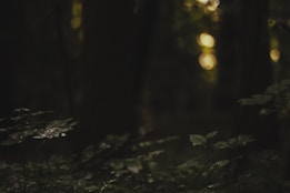 A dark, dense forest scene with minimal lighting that highlights a few leaves in the foreground. The background is blurred, featuring bokeh effects from light filtering through the trees, adding a mystical ambiance.