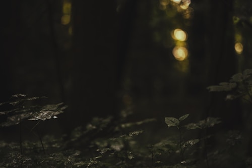 A dark, dense forest scene with minimal lighting that highlights a few leaves in the foreground. The background is blurred, featuring bokeh effects from light filtering through the trees, adding a mystical ambiance.