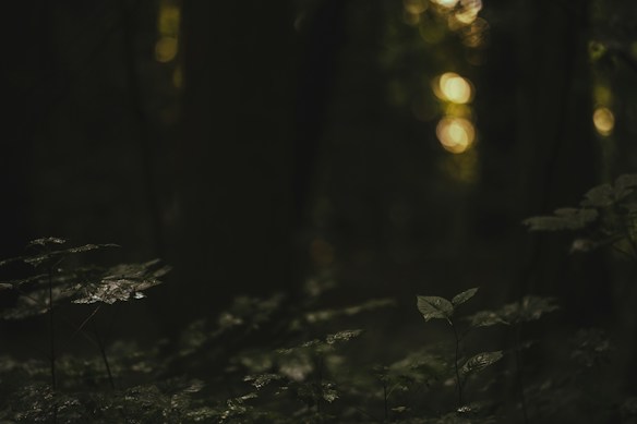 A dark, dense forest scene with minimal lighting that highlights a few leaves in the foreground. The background is blurred, featuring bokeh effects from light filtering through the trees, adding a mystical ambiance.