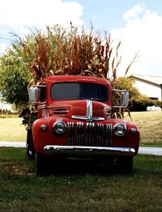 A classic red truck is parked on a grassy area with tall, dried cornstalks loaded in its bed. The truck features a vintage design with a prominent grille and round headlights. In the background, there are trees and a white barn-like structure, and the sky is partly cloudy.