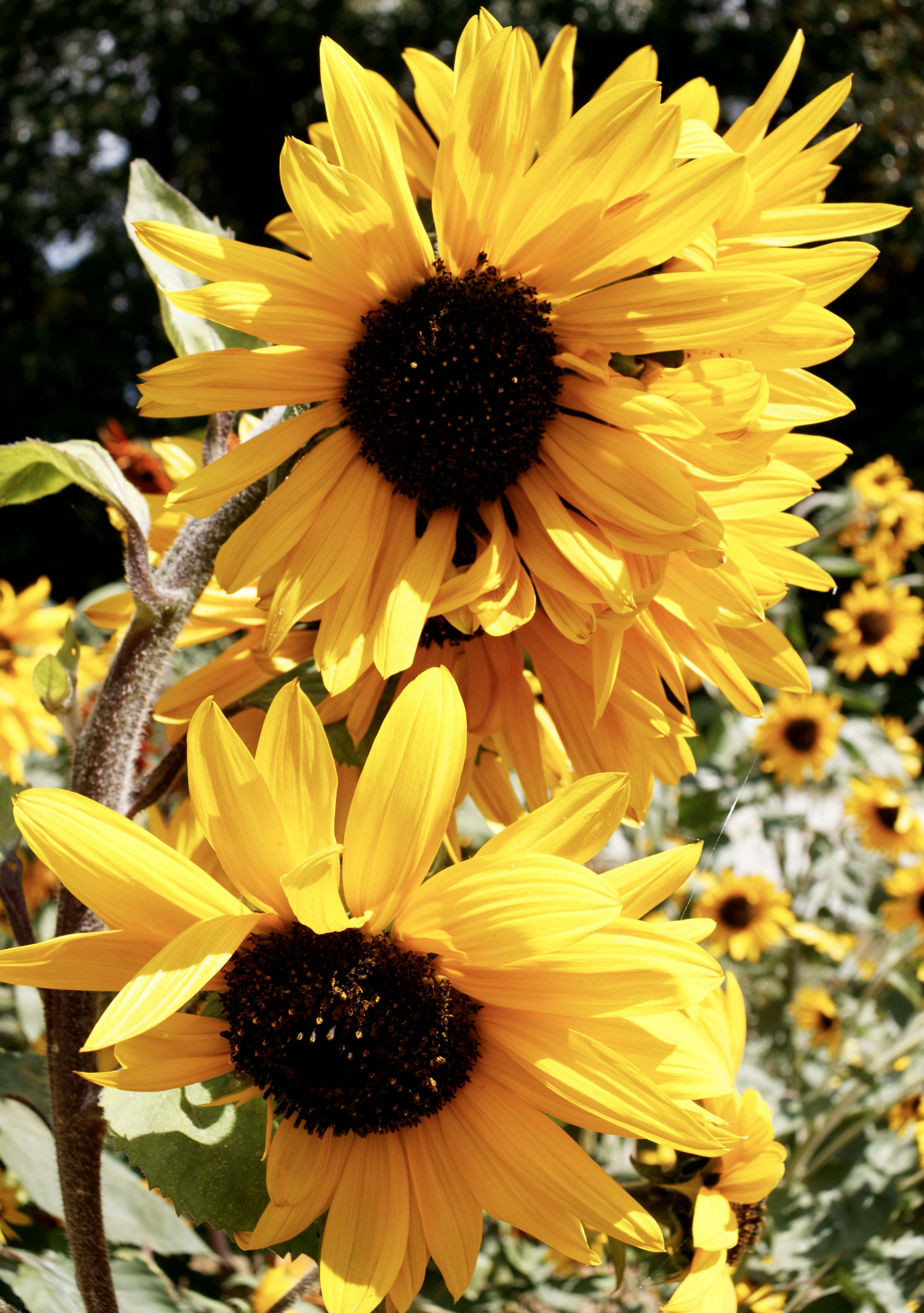 Sunflower Seed Pack