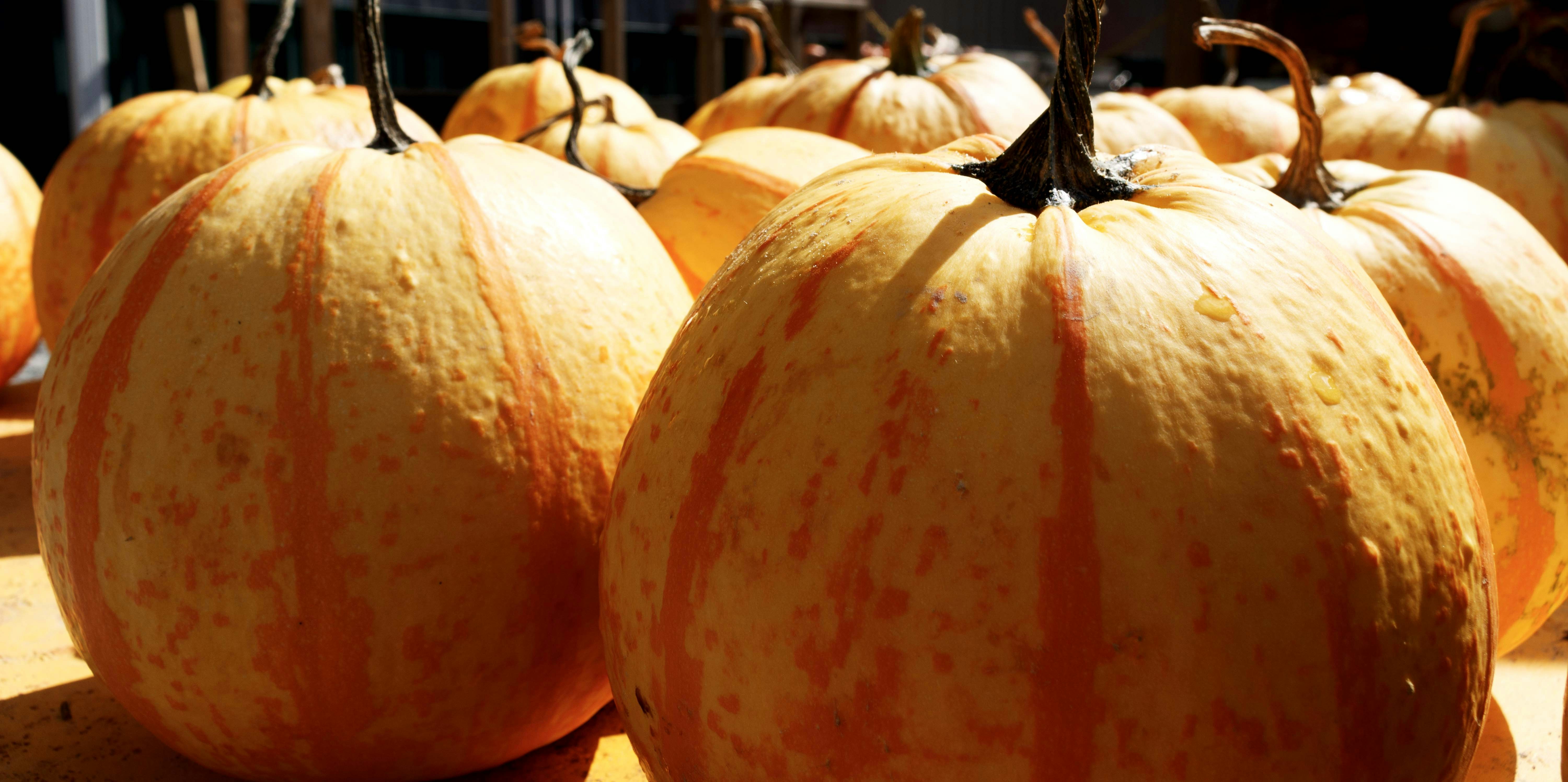 Road Trip Worthy: Check Out Some Giant Gourds At This Weekend’s Damariscotta Pumpkinfest & Regatta