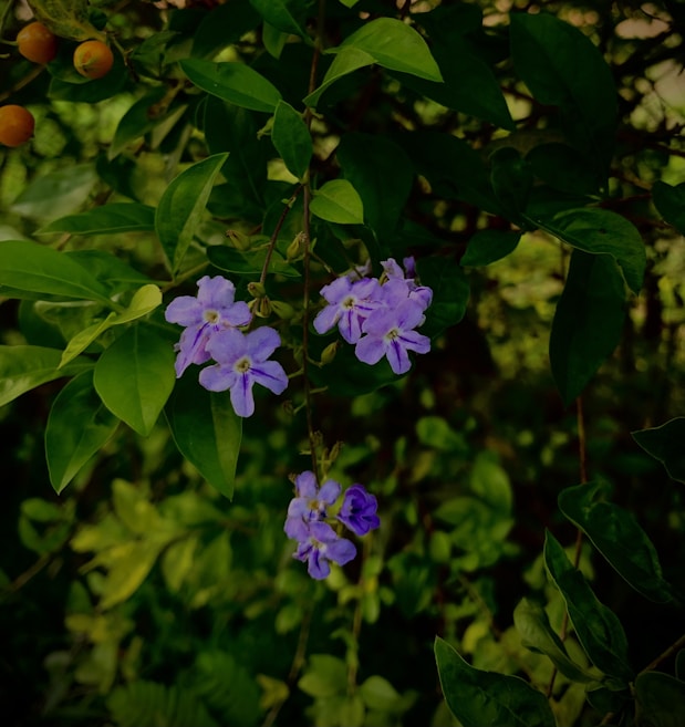 Purple flowers are surrounded by lush green leaves, with a few small orange fruits visible in the background.