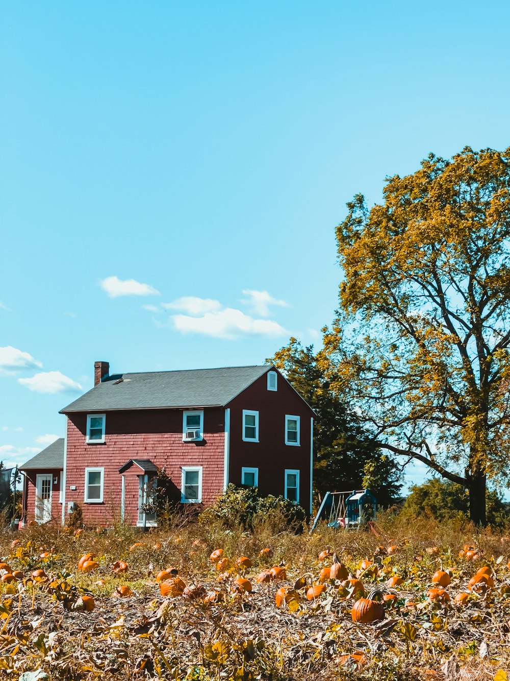 a red house surrounded by pumpkins in a field