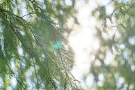 Soft-focus image of a peaceful nature scene with blue skies and gentle sunlight.