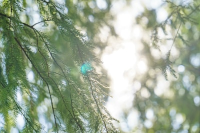 Soft-focus image of a peaceful nature scene with gentle sunlight filtering through leaves.