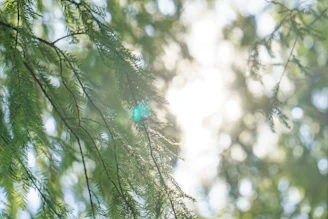 Soft-focus image of a peaceful nature scene symbolizing inner calm and strength.