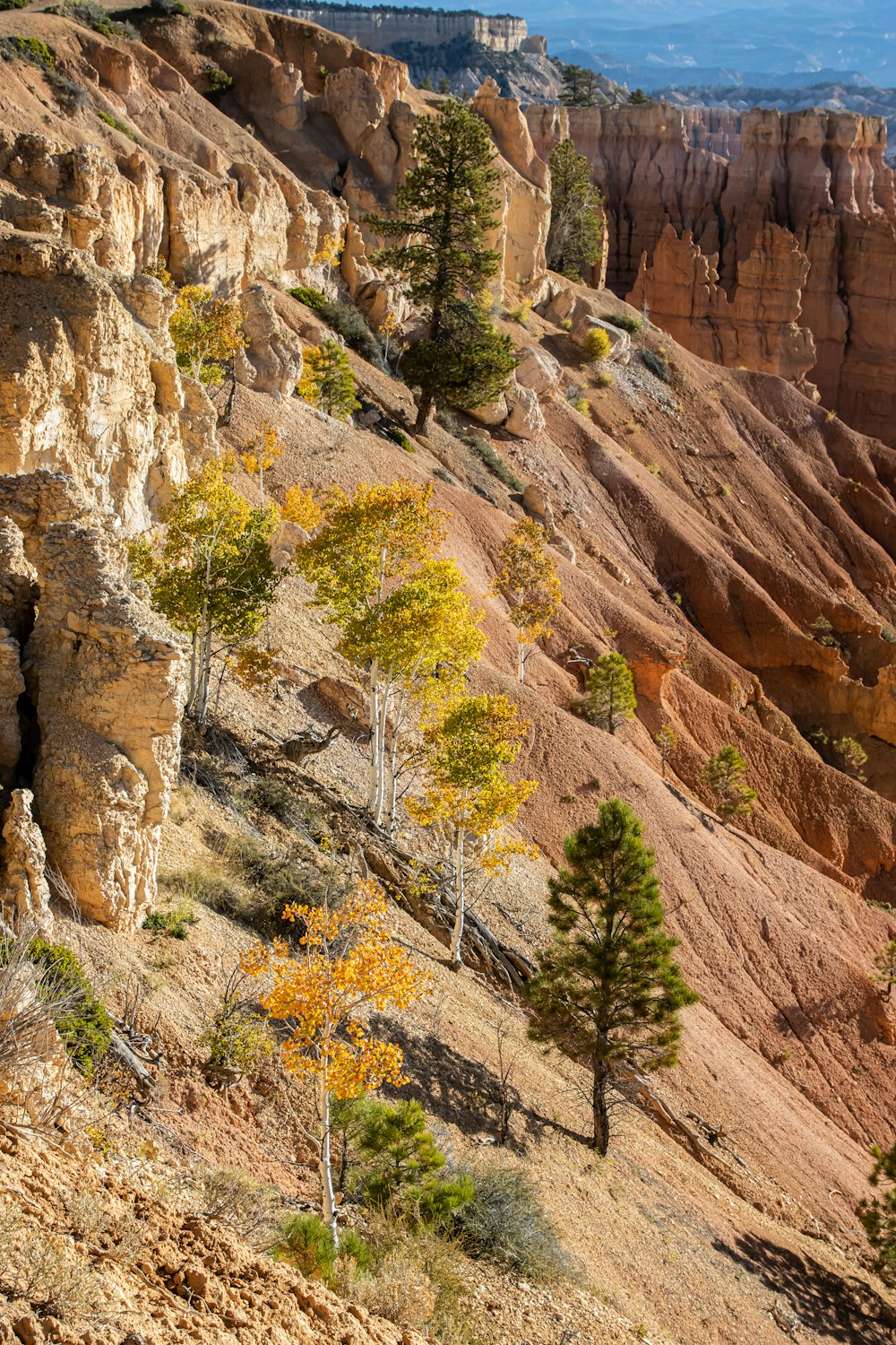 a group of trees that are on the side of a hill