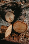 a pile of cut logs sitting on top of a forest floor
