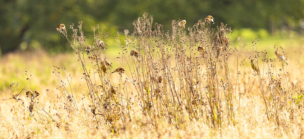 a field with tall grass and weeds in the foreground