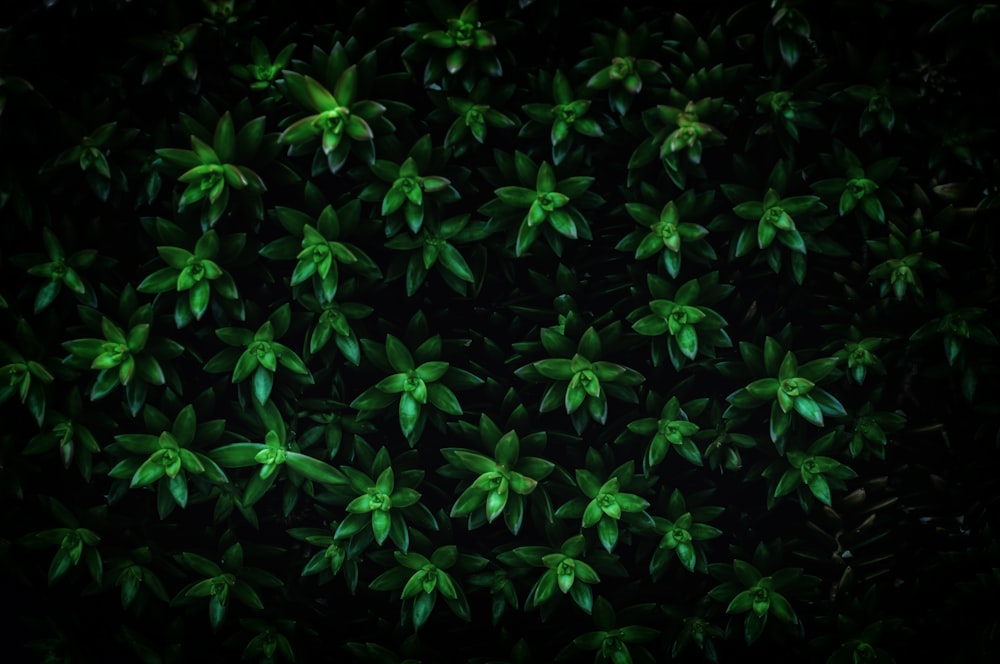 壁にある緑の葉の束