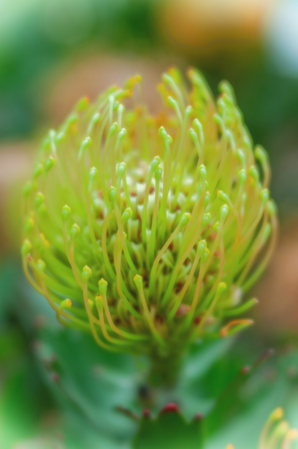 a close up of a green flower on a blurry background