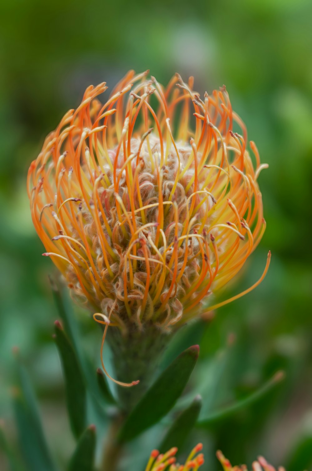 a close up of an orange flower on a plant