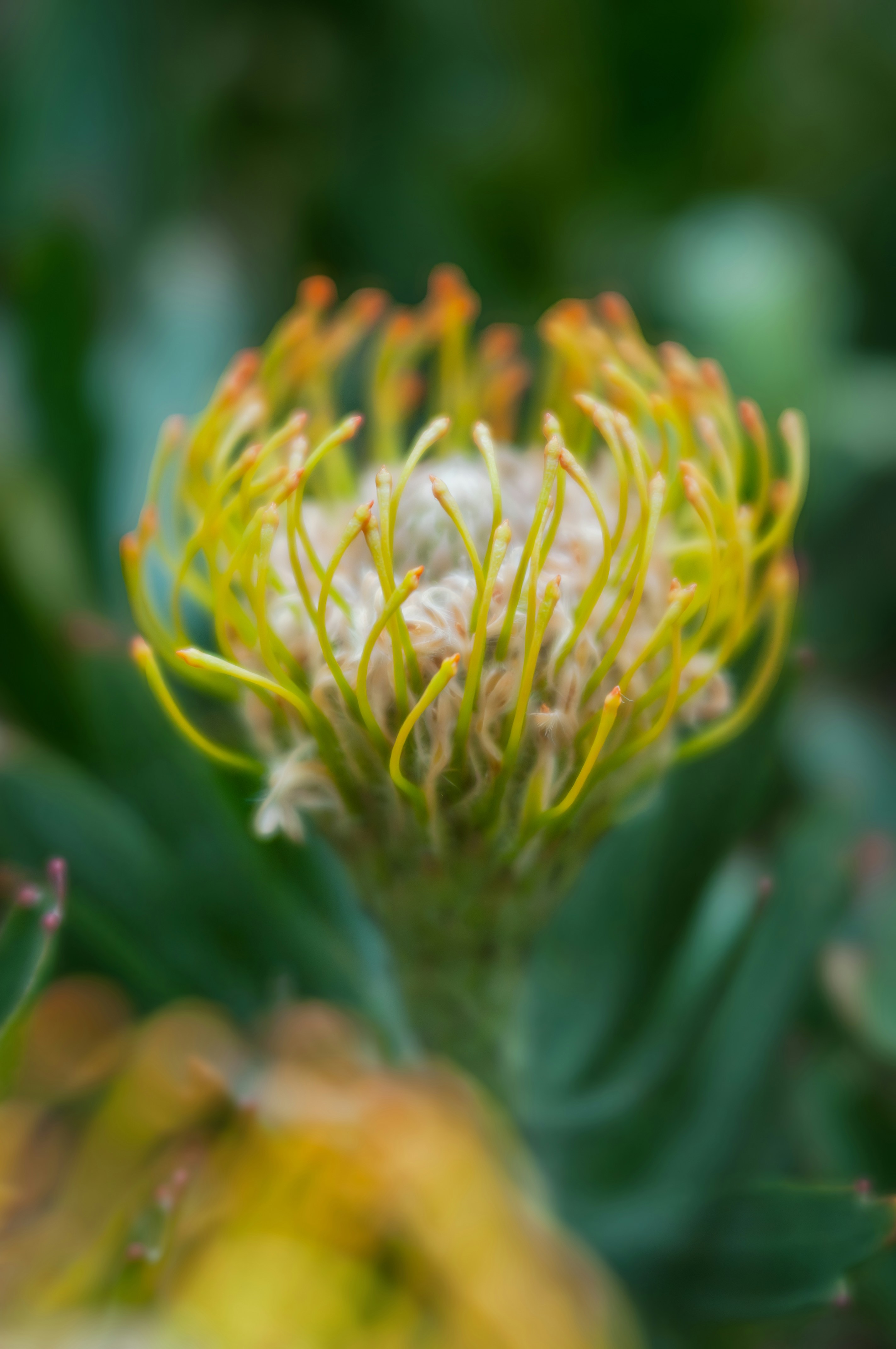 Photo by floratropicana