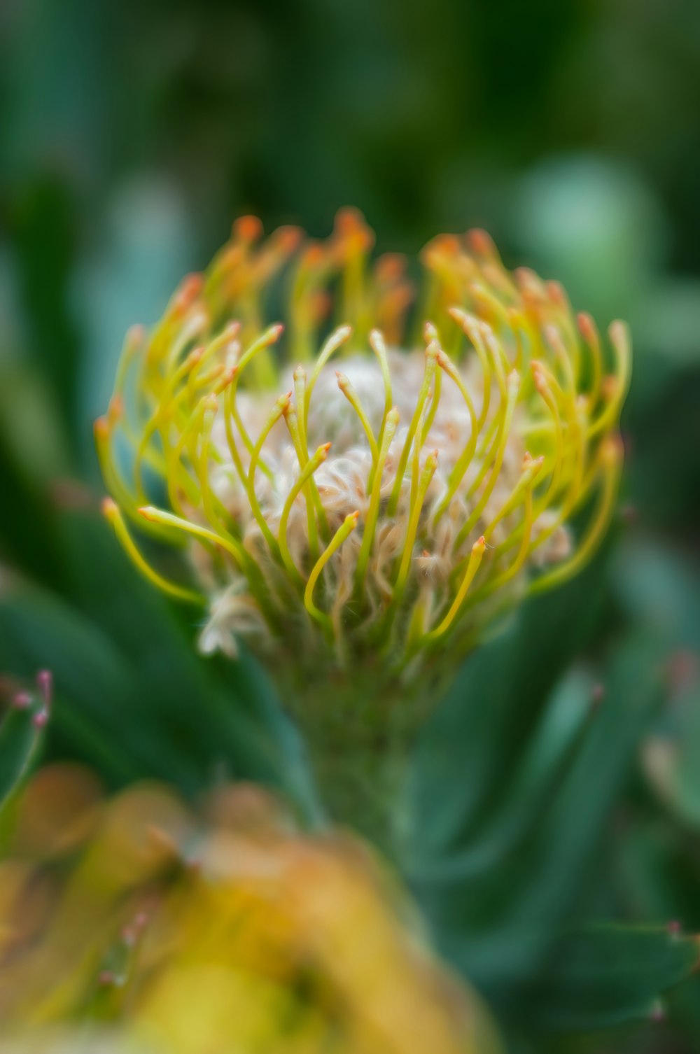 a close up of a flower with a blurry background