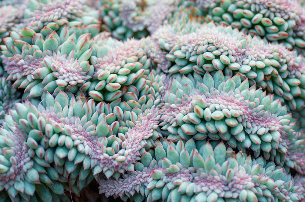 a close up of a bunch of green and pink flowers