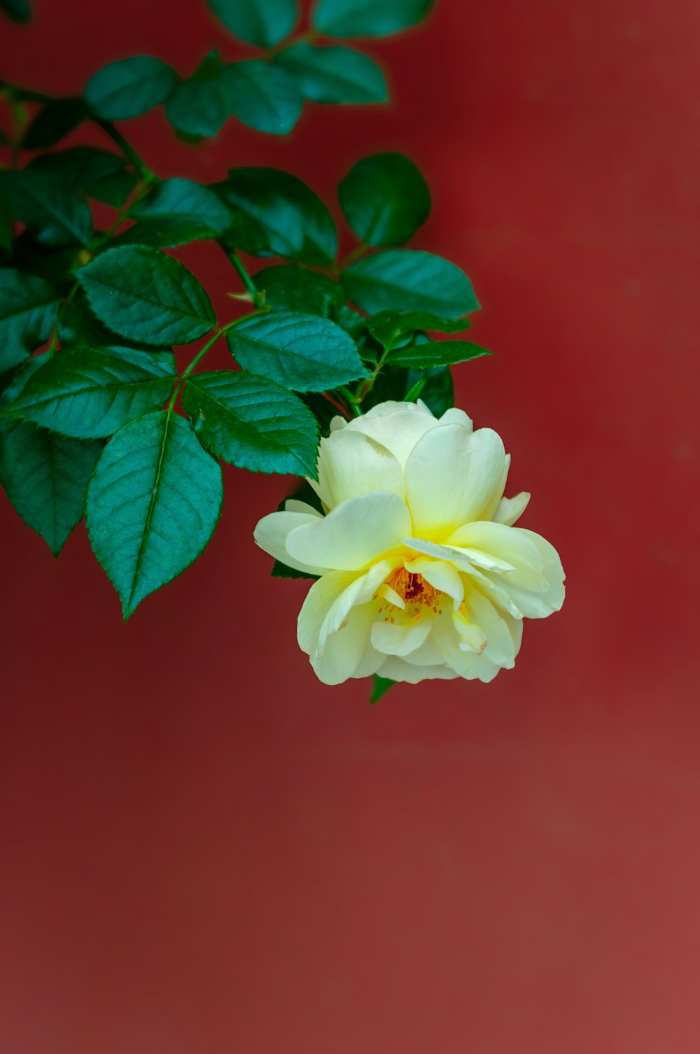 a white rose with green leaves on a red background