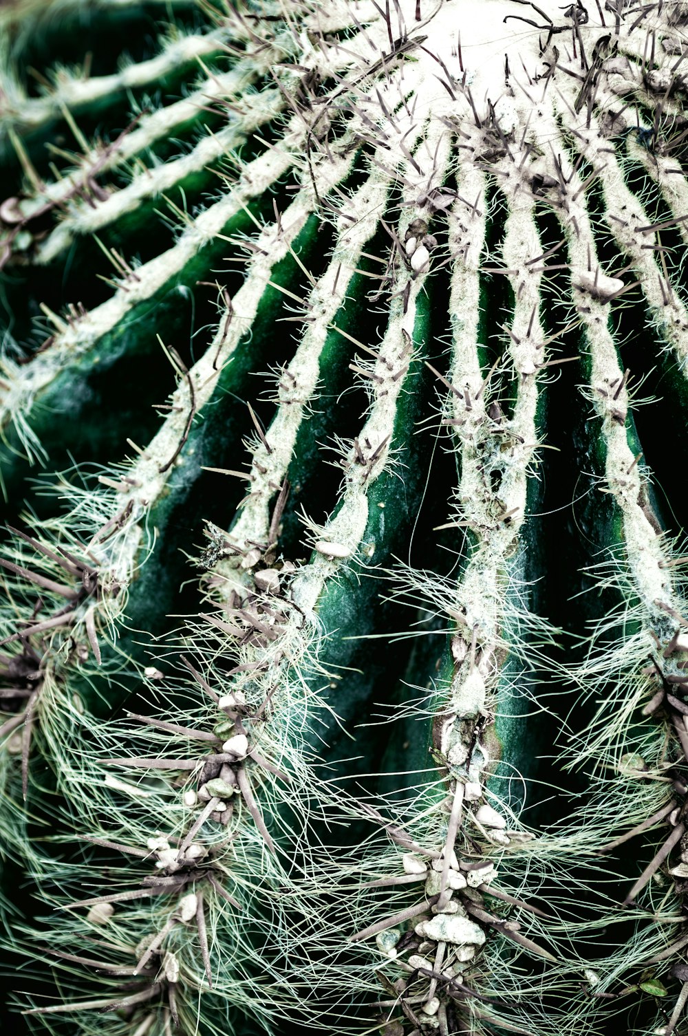 a close up view of a cactus's spines
