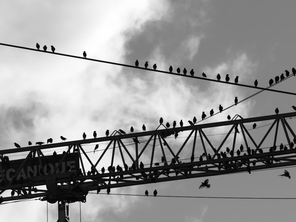 a flock of birds sitting on top of a power line