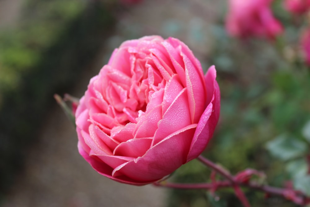 a close up of a pink flower in a garden