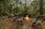 Four wooden chairs are arranged in a semicircle around a small campfire in a dense forest setting. The ground is covered with fallen leaves, rocks, and the surrounding trees are lush and green, suggesting a serene and natural environment.