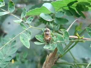 Close-up of colorful insects on leaves in a lush green forest setting.