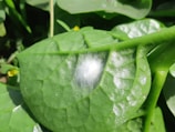 Close-up of a fungal infection on a green leaf with visible spores
