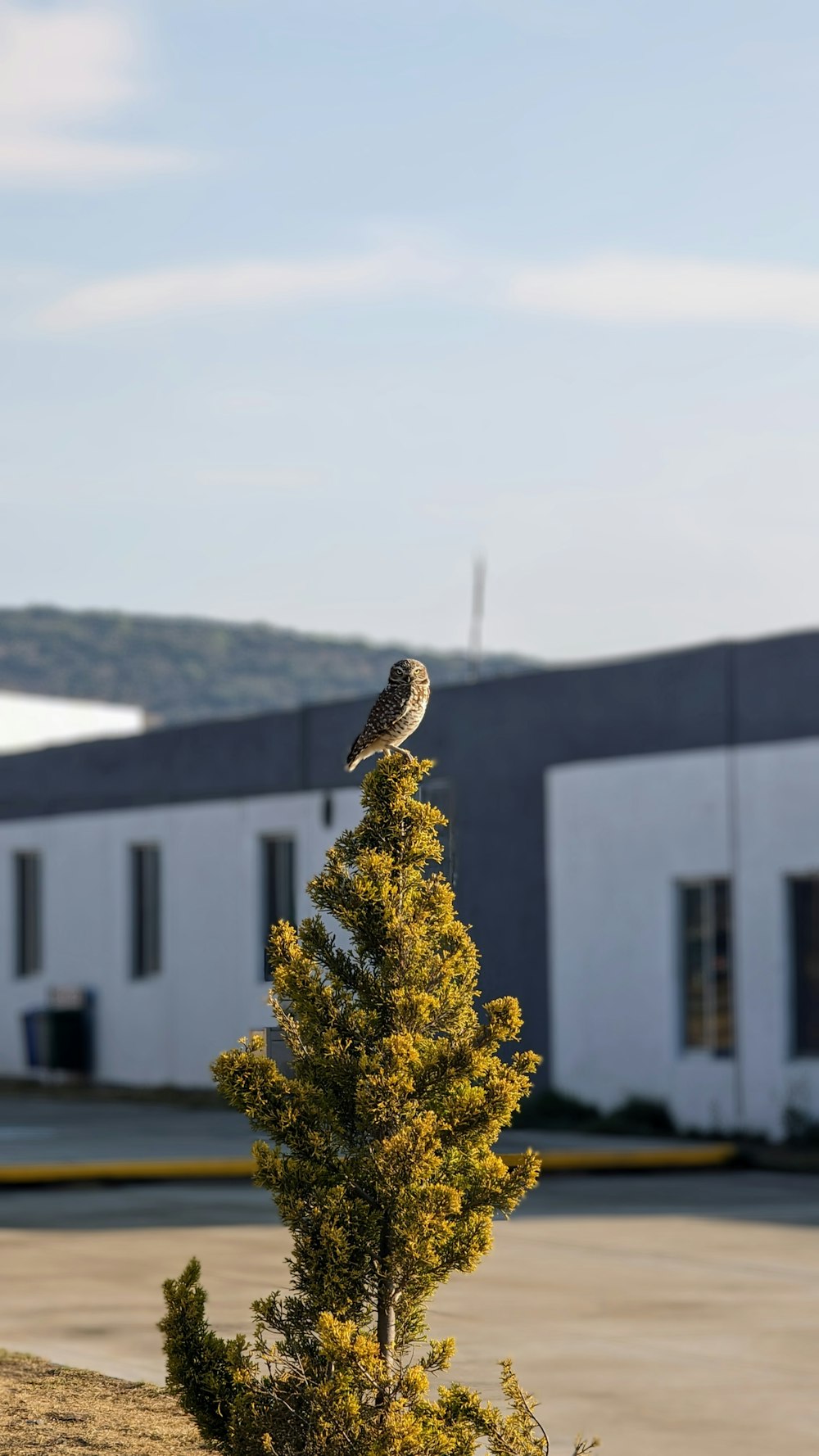 Un pájaro posado en lo alto de un pequeño árbol