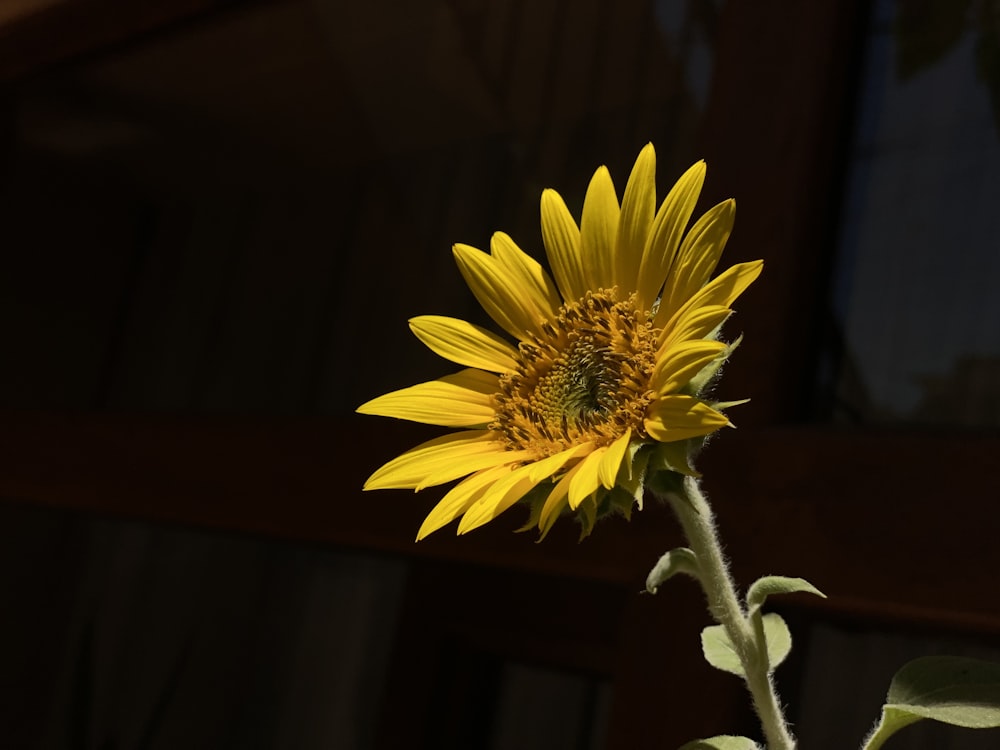 a large sunflower with a bee on it